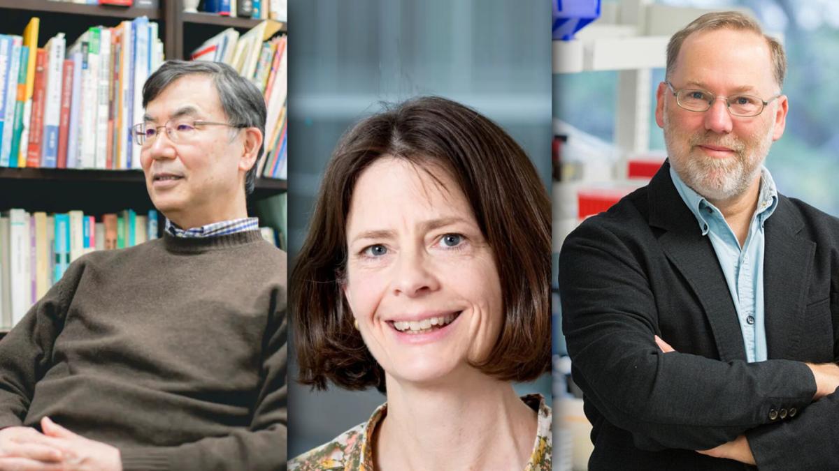 Premio Nobel de Medicina 2025: la academia premia al sistema inmune