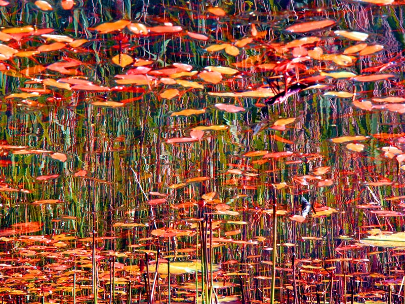 La alegría de imaginar