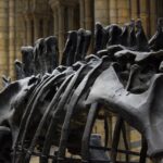 Comerciantes de huesos. Una historia de curas, naturalistas y fósiles